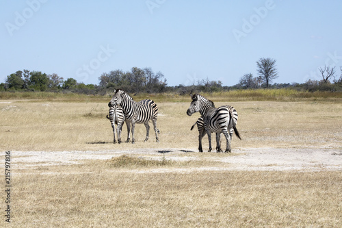 Damara zebra, Equus burchelli antiquorum, in high grass Moremi National Park, Botswana