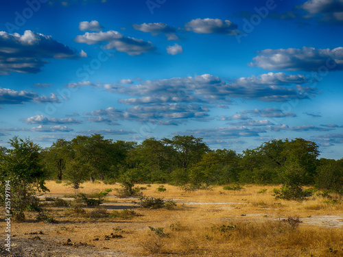 Landscape, in the Moremi National Park, Botswana