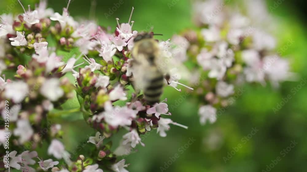 Bee On Flower Collects Honey. Bee on flower collects honey apple nectar Bee On Flower Collects Honey. Bee on flower collects honey apple nectar