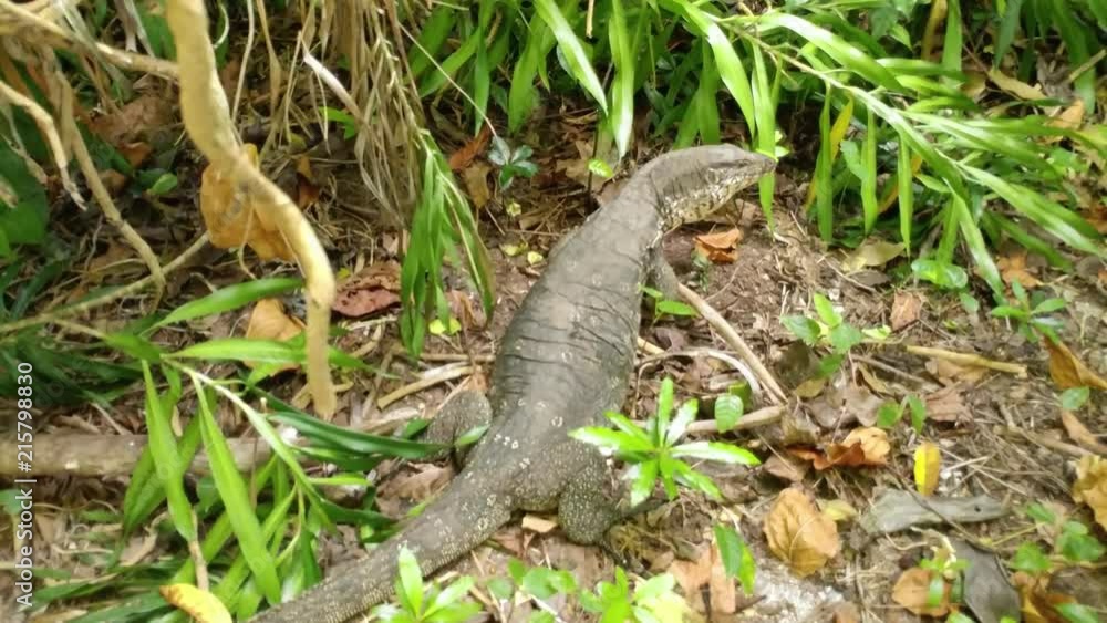 Ungraded clip of a water monitor lizard in the forest attacks the cameraman by whipping its tail Ungraded clip of a water monitor lizard in the forest attacks the cameraman by whipping its tail