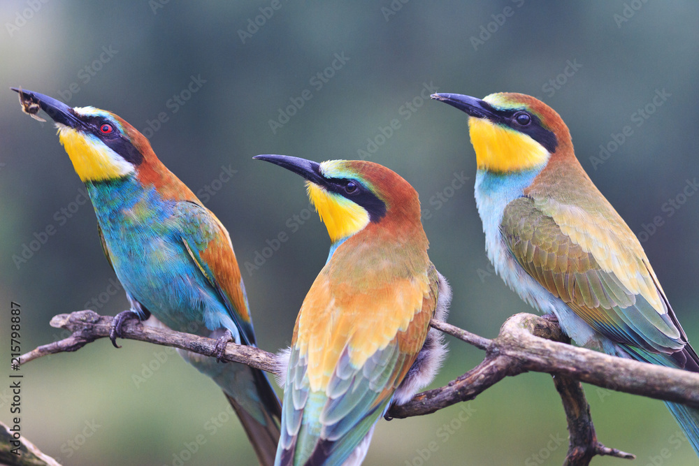 family of birds european bee-eater, merops apiaster