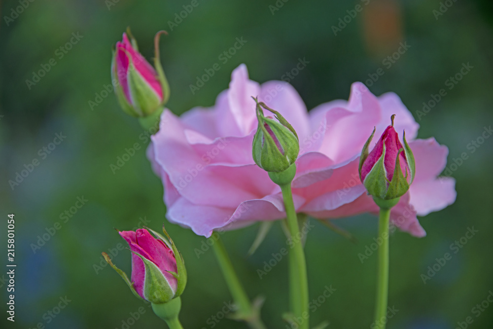 FLOWERS - rose on green background FLOWERS - rose on green background