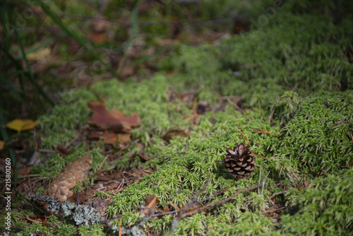 the natural background - the pine cone on a moss © Anatoly