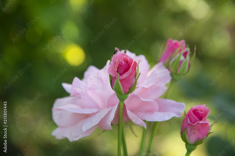 fly on a rose fly on a rose