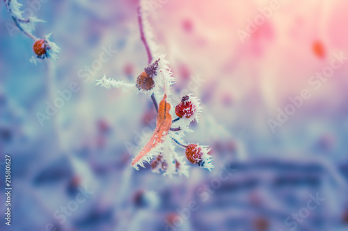Plant covered with snow frost. Winter blue background