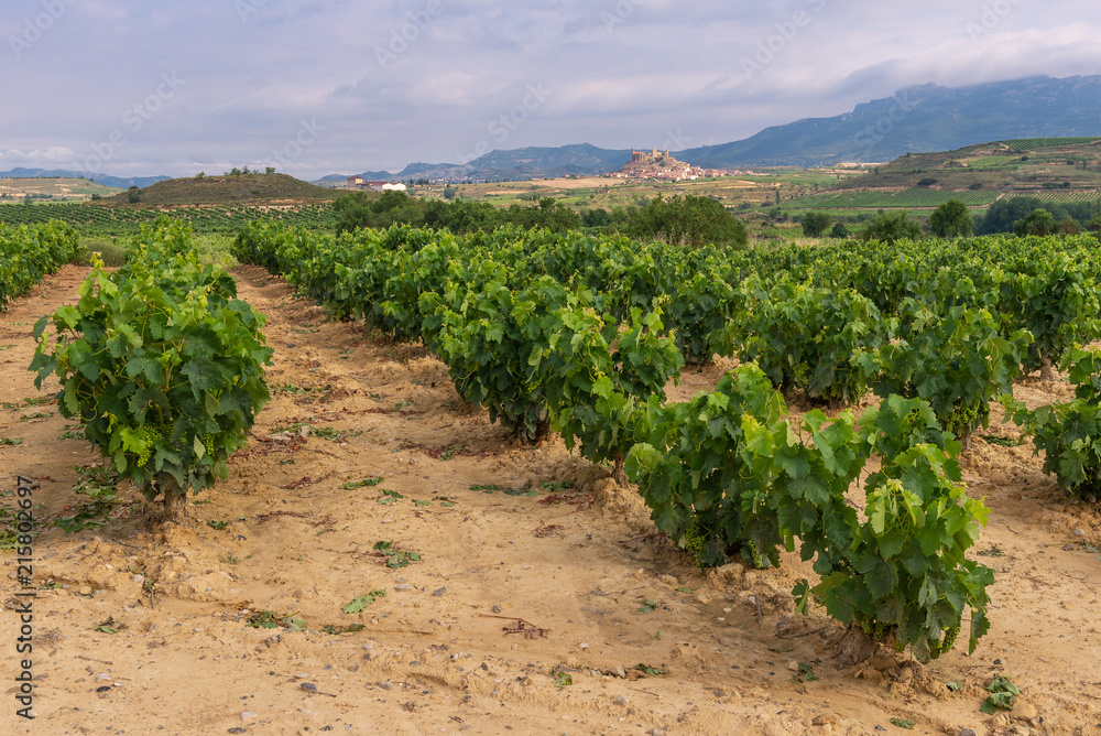 Vineyard with San Vicente de la Sonsierra as background, La Rioja, Spain
