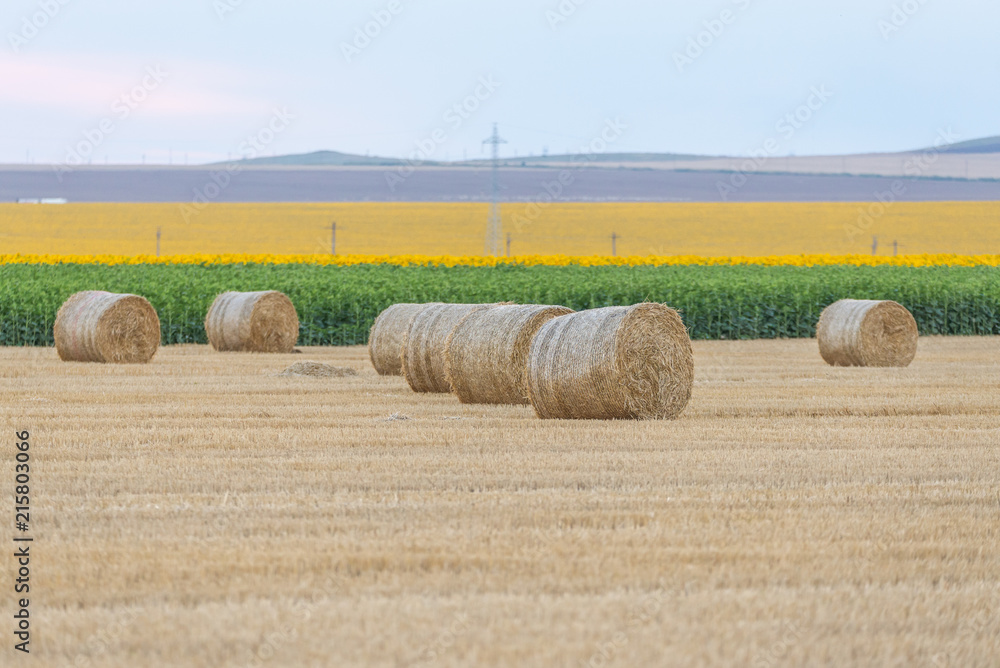 Fototapeta premium Bales agriculture in landscape