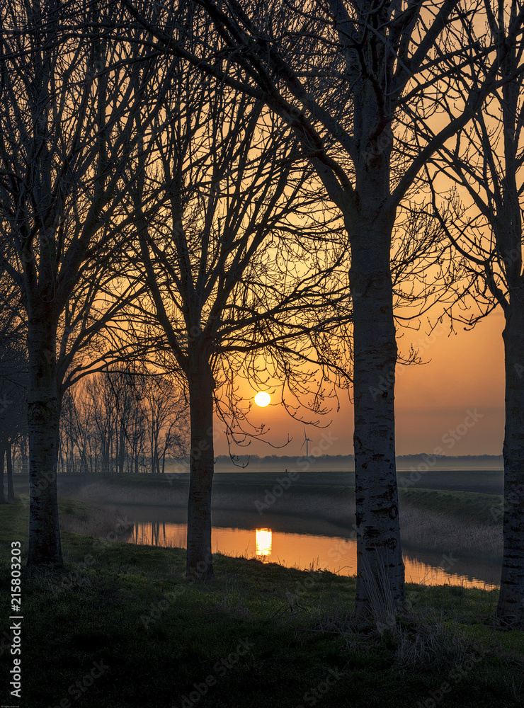 Naklejka premium Sunrise through the trees