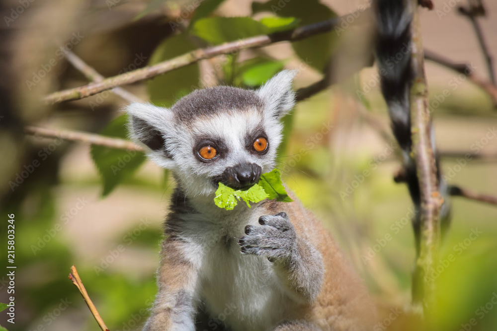 Obraz premium Lemur