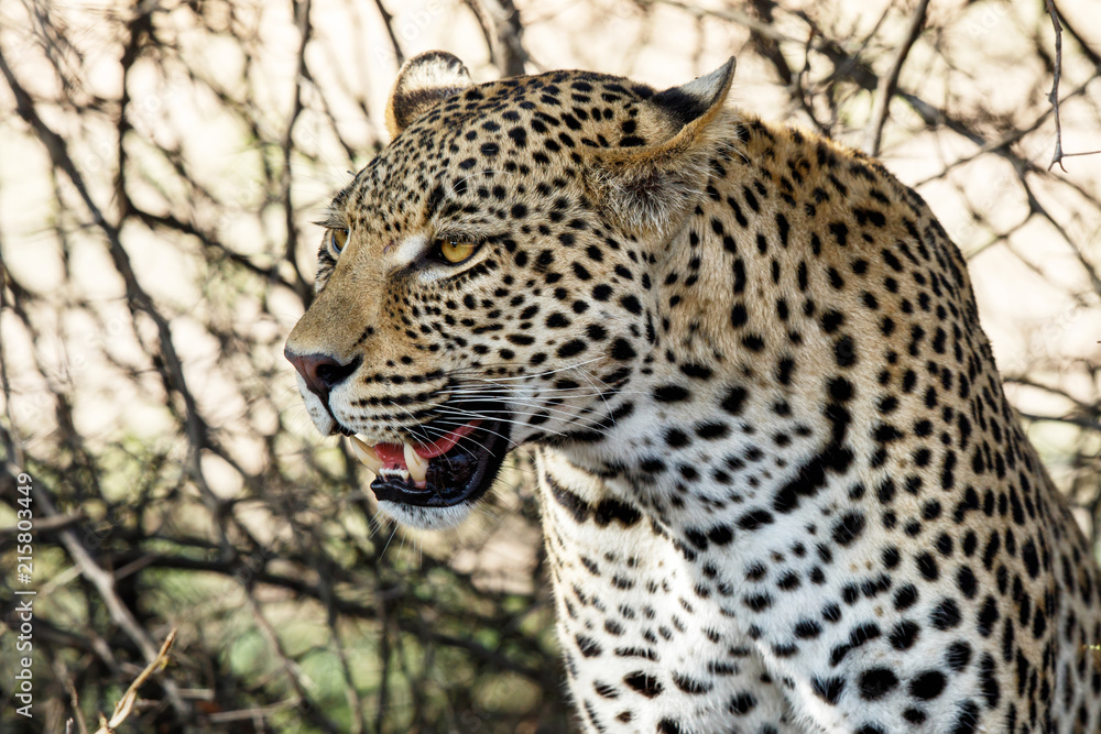 Portrait of a male leopard in Sabi Sands Game Reserve, part of the Greater Kruger Region, in South Africa Portrait of a male leopard in Sabi Sands Game Reserve, part of the Greater Kruger Region, in South Africa