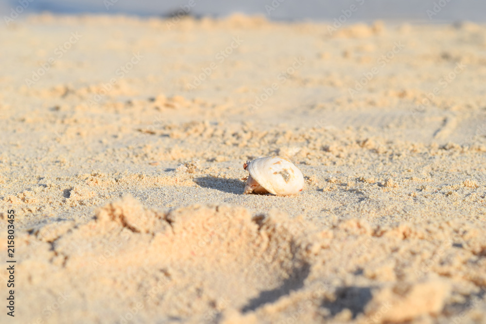 Hermit crab on beach in Eygpt, crab running in sand Hermit crab on beach in Eygpt, crab running in sand