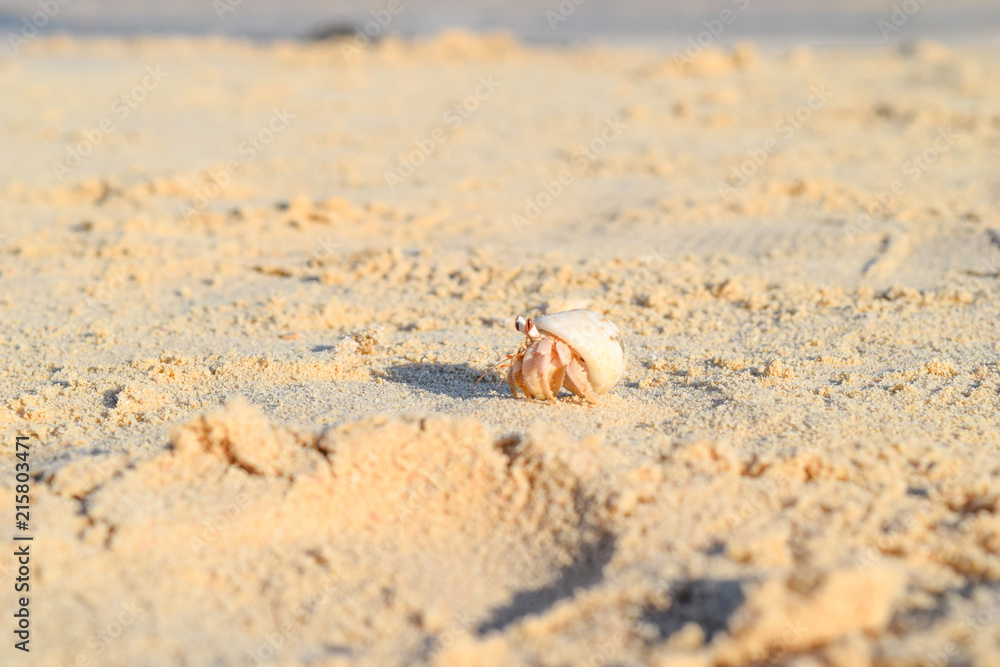 Hermit crab on beach in Eygpt, crab running in sand Hermit crab on beach in Eygpt, crab running in sand