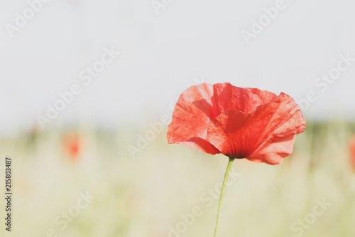 Fototapeta Naklejka Na Ścianę i Meble -  Poppy flower plant Papaver with defocused background