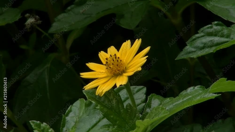flower_marigold _daisy flower_marigold _daisy