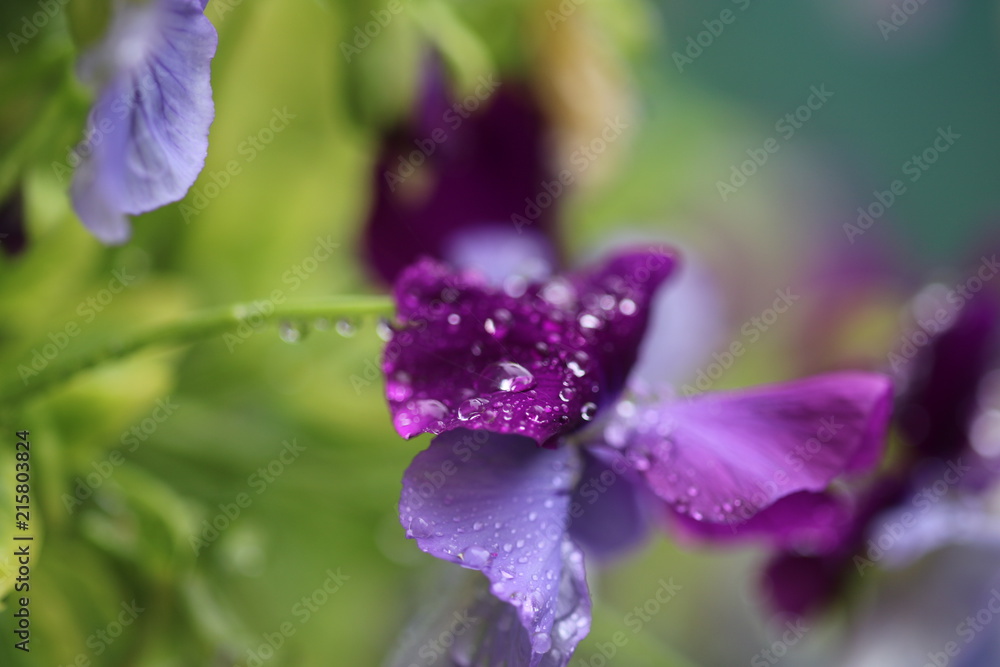 macro of a flower macro of a flower