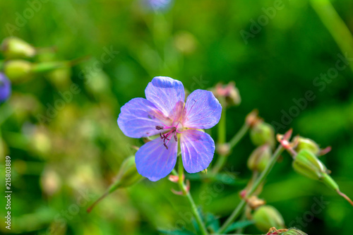 Beautiful flower of Meadow geranium. Geranium pratense