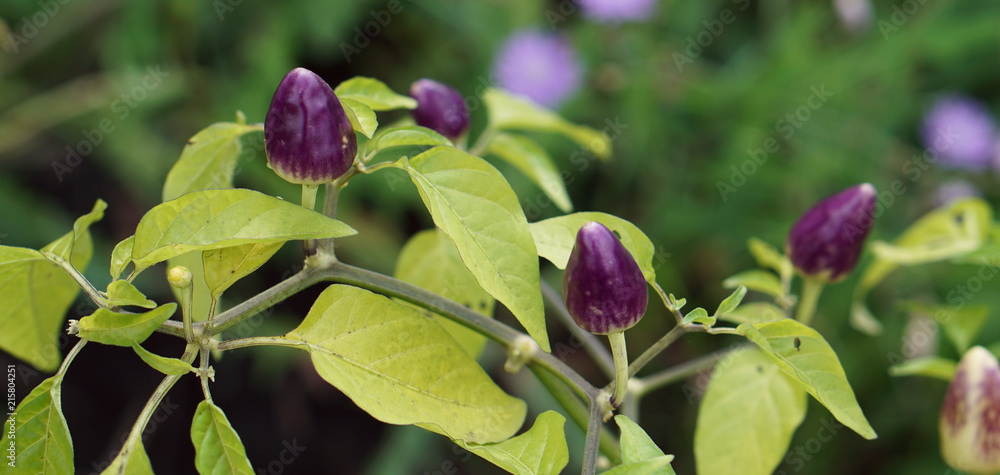 Fresh chili pepper and green leaves .Young plants.