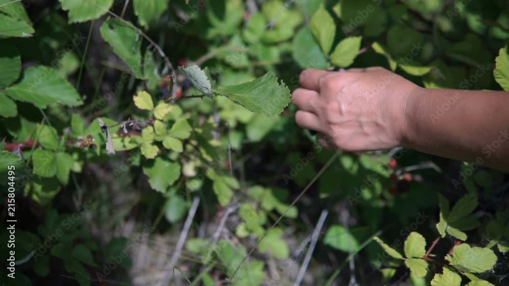 Woman's hands picking up blackberries. Slow motion, Full HD Woman's hands picking up blackberries. Slow motion, Full HD