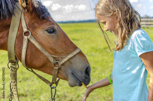 girl in blue t-shirt feeding horse with palm cookie in summer © malcev852