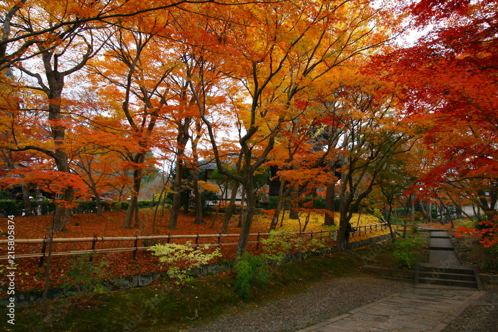 Naklejka premium 京都の紅葉のトンネル（真如堂