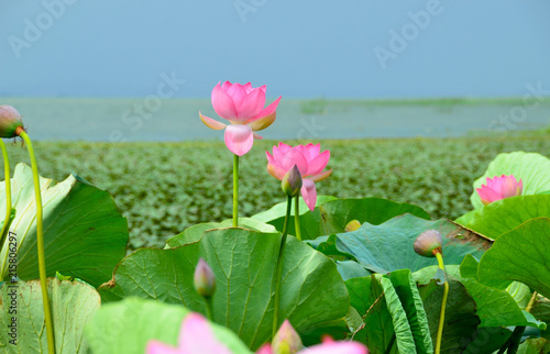 Flowering of the lotus in the estuary, beautiful pink flowers. photo