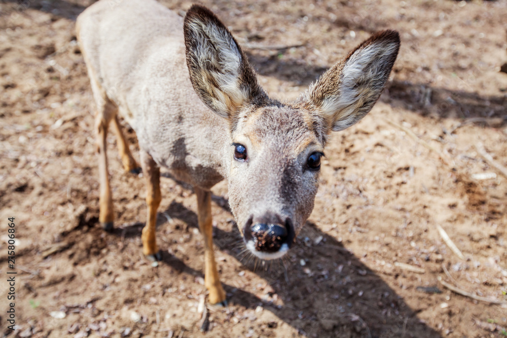 Young deer in forest