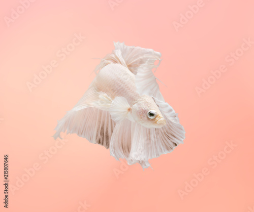 Siamese fighting fish show the beautiful fins tail , pastel pink background for copy space. minimal concept.