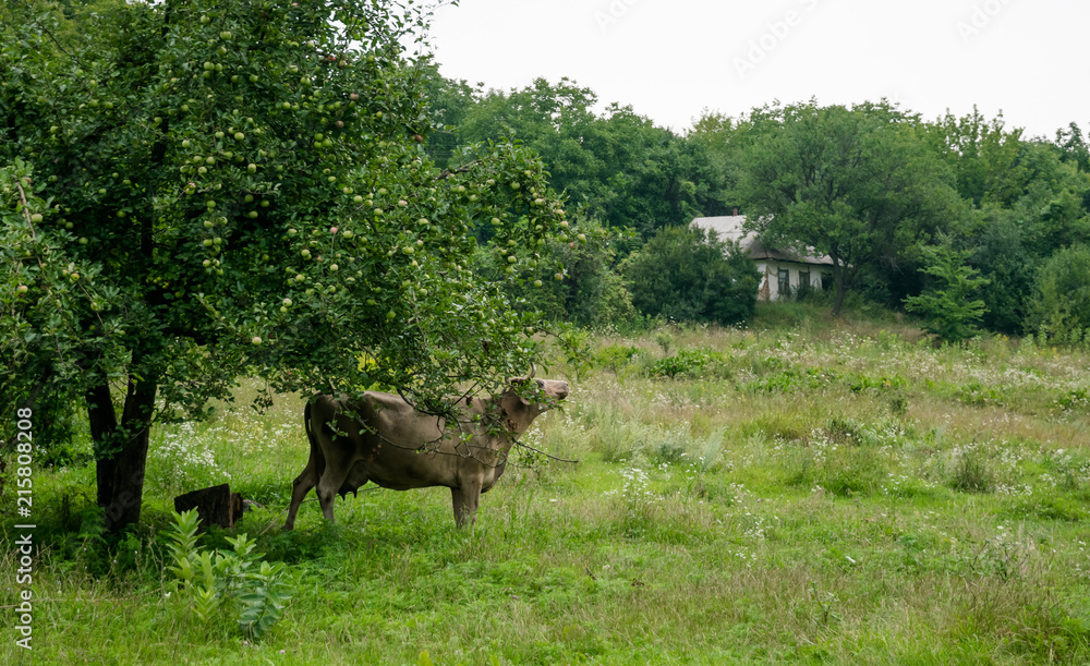 Fototapeta premium Cow and summer green meadow. Countryside landscape