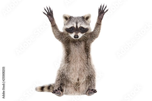 Portrait of a funny raccoon sitting with paws raised, isolated on white background