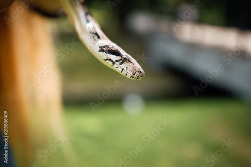 snake at wildlife park