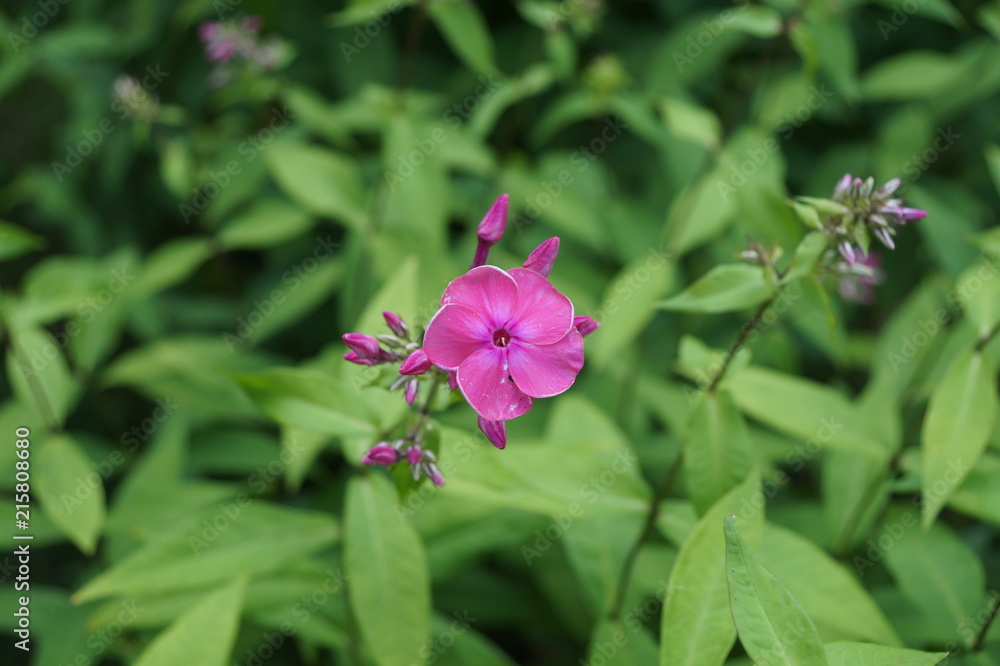 Obraz premium Flower