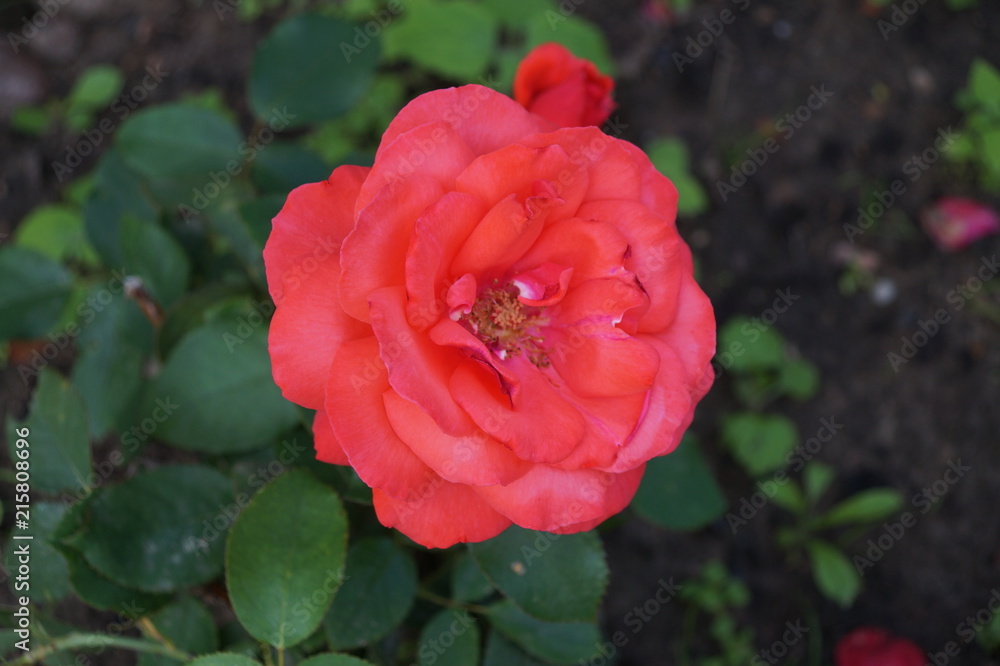 Fototapeta premium Flower Rose