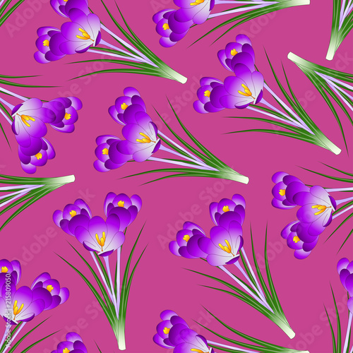 Fototapeta Naklejka Na Ścianę i Meble -  Purple Crocus Flower on Pink Background