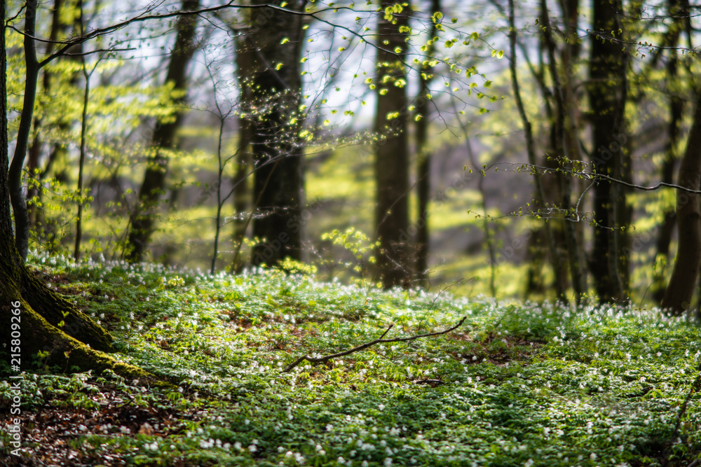 Swedish Forrest in the Spring Swedish Forrest in the Spring