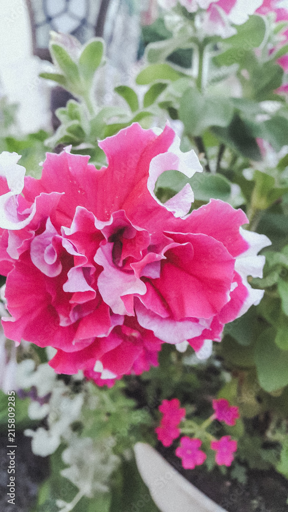 Fototapeta premium flower