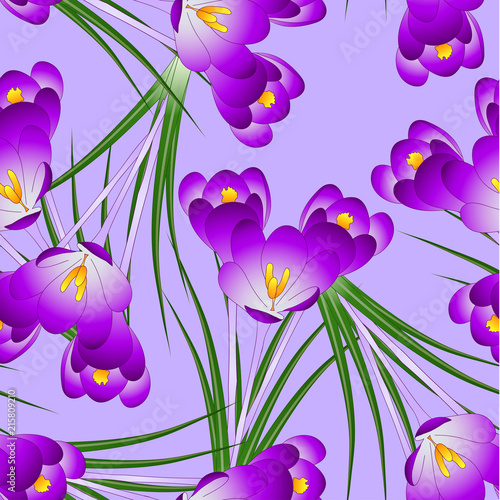 Fototapeta Naklejka Na Ścianę i Meble -  Purple Crocus Flower on Light Violet Background
