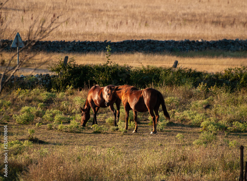 Brown horses at the sunset grazing in the spanish dehesa