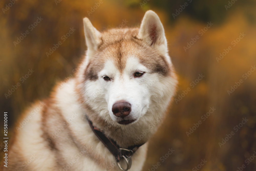Close-up Portrait of serious Beige Siberian Husky in fall season on a forest background.