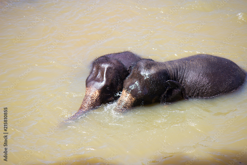 Fototapeta premium elephants are played in the water