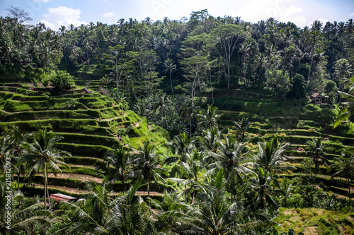 Beautiful green rice terraces in the day light near Tegallalang village, Ubud, Bali, Indonesia.