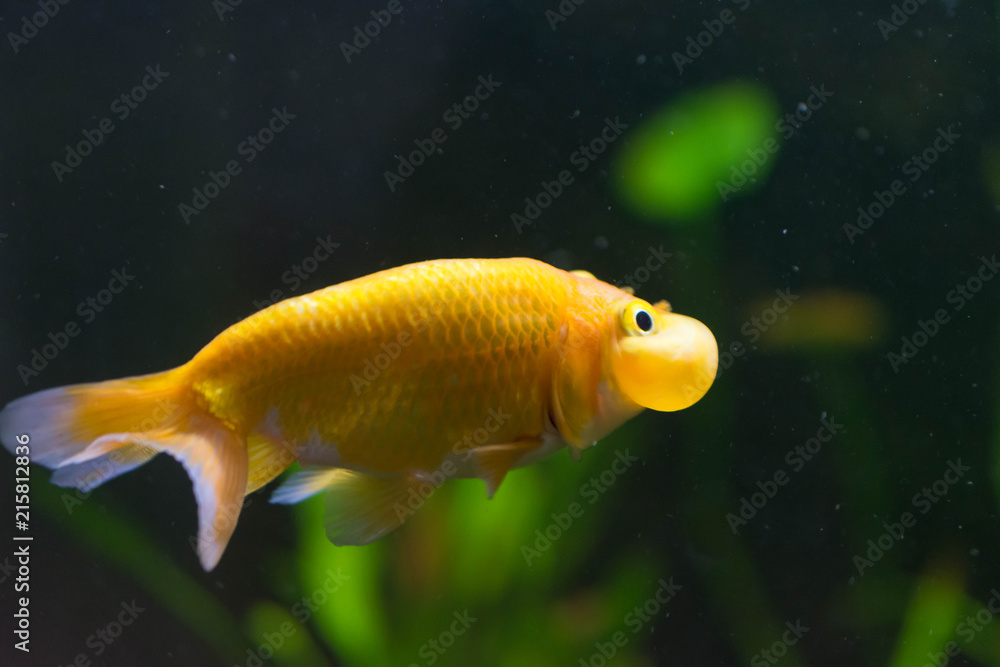 アクアリウム・魚・鑑賞・金魚・かわいい アクアリウム・魚・鑑賞・金魚・かわいい