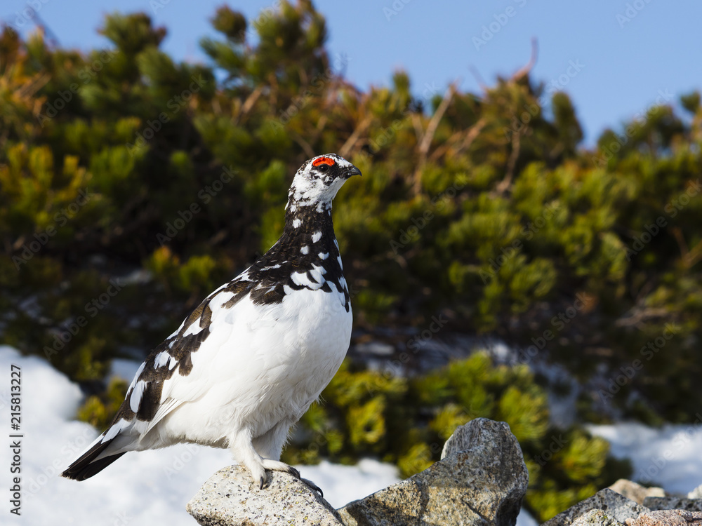 縄張りを見張るライチョウ雄(rock ptarmigan) 縄張りを見張るライチョウ雄(rock ptarmigan)