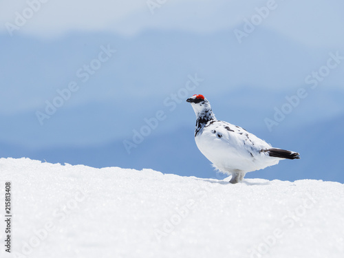 Tableau sur toile 春のライチョウ雄(Rock ptarmigan)