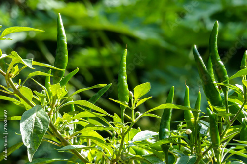 chilli on tree