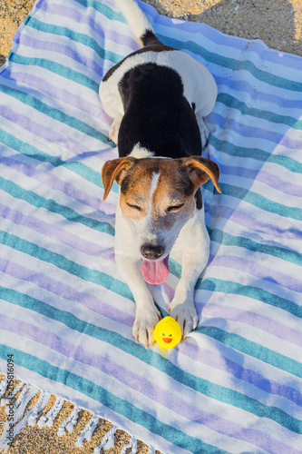 Fototapeta Naklejka Na Ścianę i Meble -  Adorable jack russell terrier dog with big blue flippers having fun on the beach. Concept of fun pastime with dog in the summertime