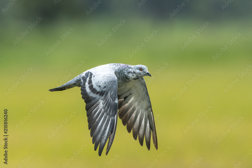 Fototapeta premium Pigeons or Rock dove flying in the rice field.