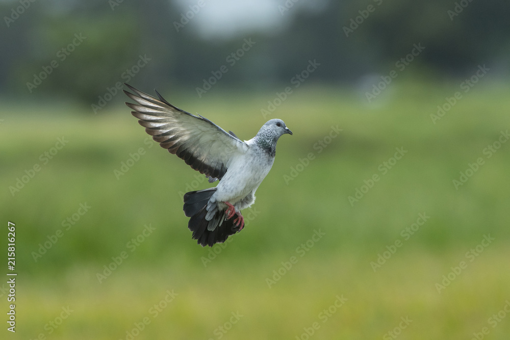 Pigeons or Rock dove flying in the rice field. Pigeons or Rock dove flying in the rice field.