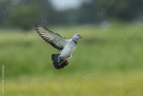 Pigeons or Rock dove flying in the rice field. © chamnan phanthong