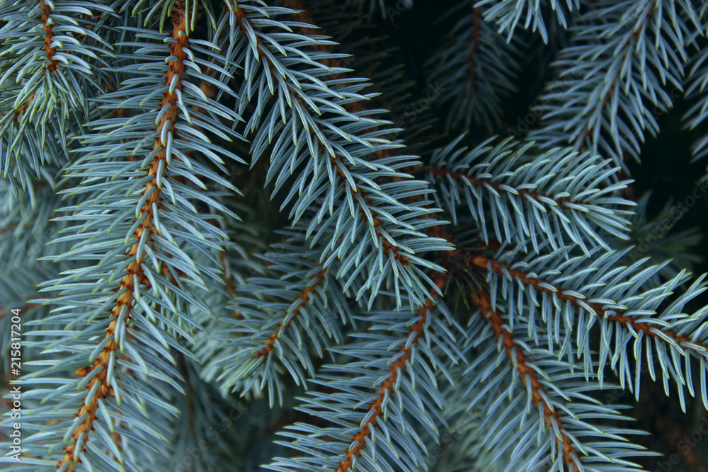 cropped shot of pine branch. abstract nature background.