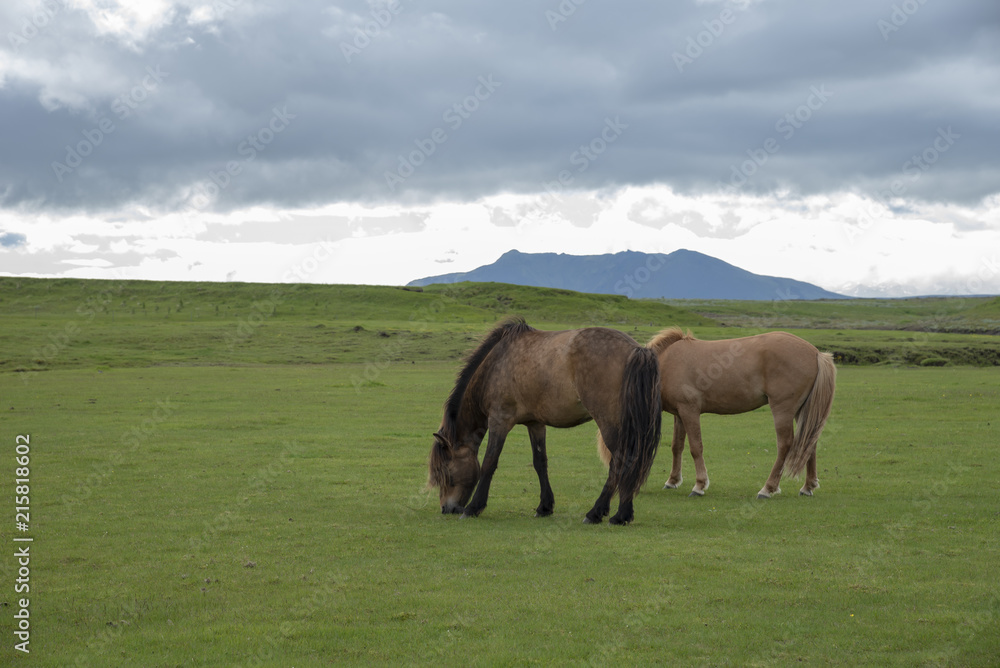 Icelandic horses pasturing in summer Icelandic horses pasturing in summer